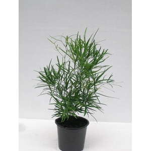 ASPARAGUS FALCATUS P12