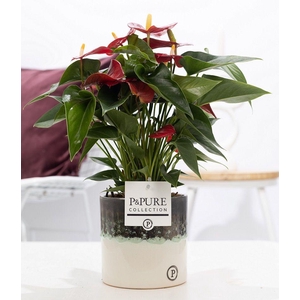 Anthurium red (Micra) in P&PURE Illusion ceramics;