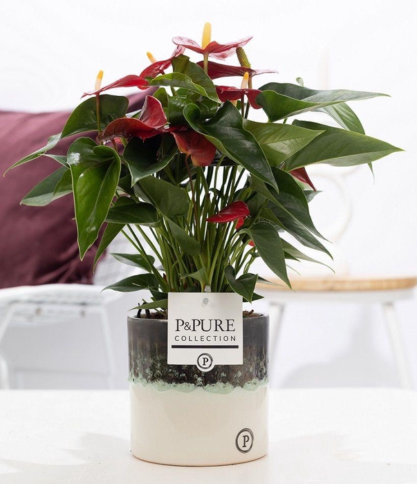 <h4>Anthurium red (Micra) in P&PURE Illusion ceramics;</h4>