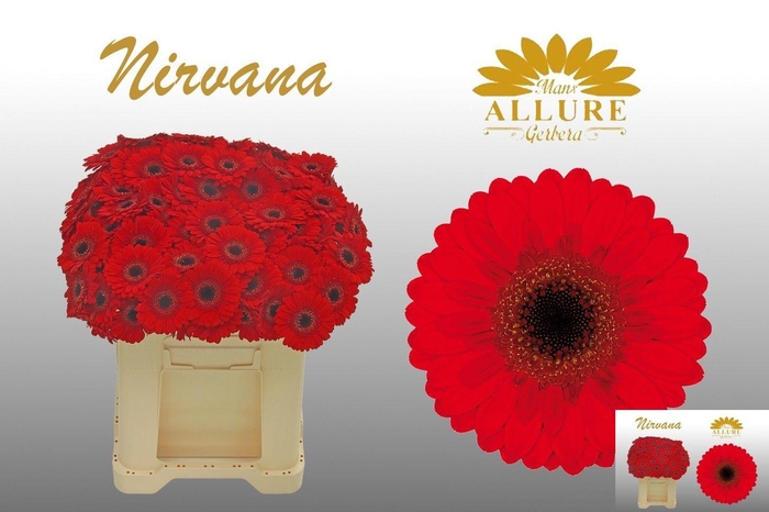 <h4>GE MI NIRVANA</h4>