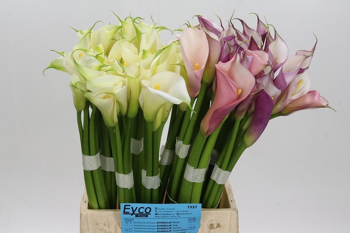 Zantedeschia Eydolls gemengd in fust