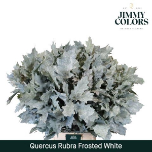 Quercus Rubra L80 Frost White