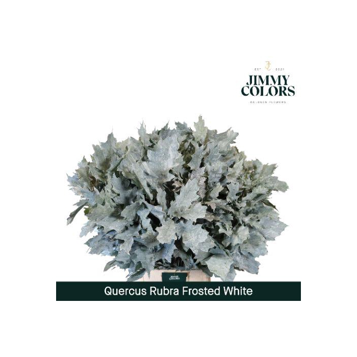 <h4>Quercus Rubra L80 Frost White</h4>