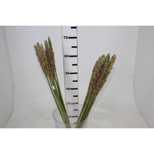 FOLHAGEM SORGO