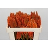 Kniphofia Eycone Orange