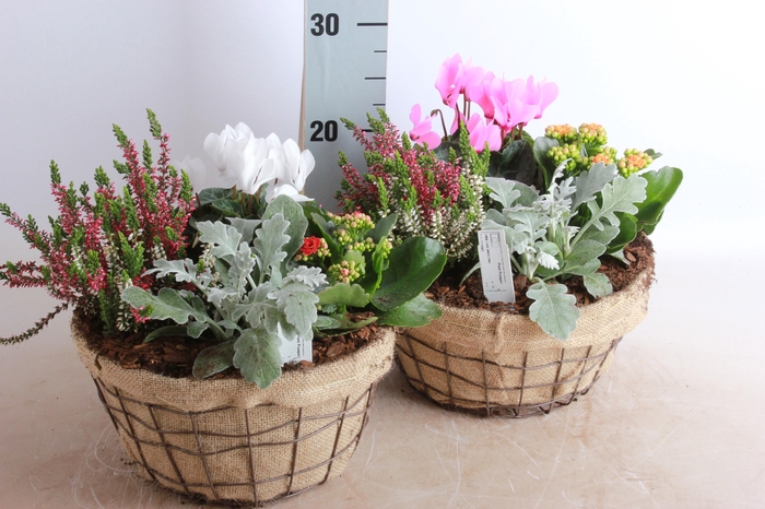 <h4>ARR TUINPLANTEN</h4>