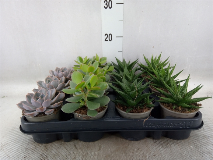 <h4>Succulents   ...mix 4</h4>