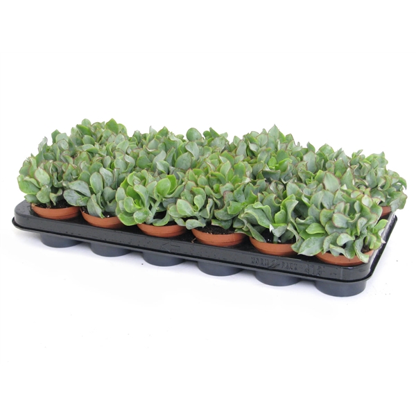 <h4>Crassula arborescens cristaat 8,5 cm</h4>