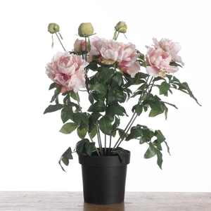 AF Peony x11 pot H74cm Pink