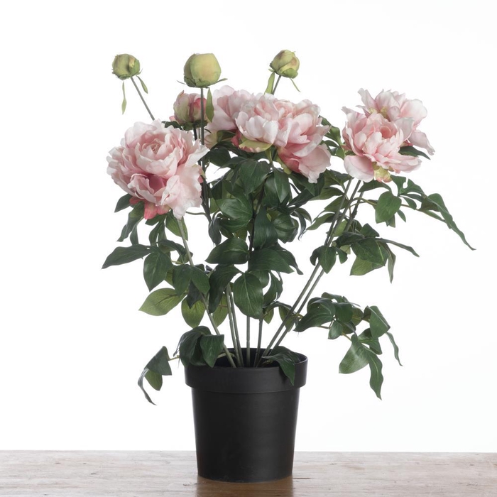<h4>AF Peony x11 pot H74cm Pink</h4>