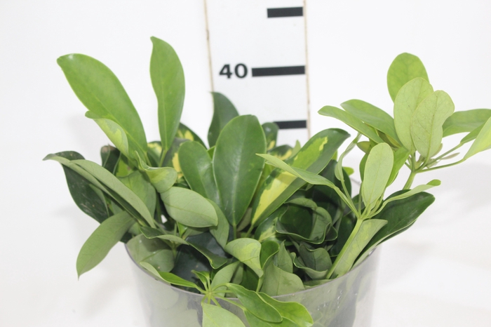 <h4>FOLH SCHEFFLERA</h4>