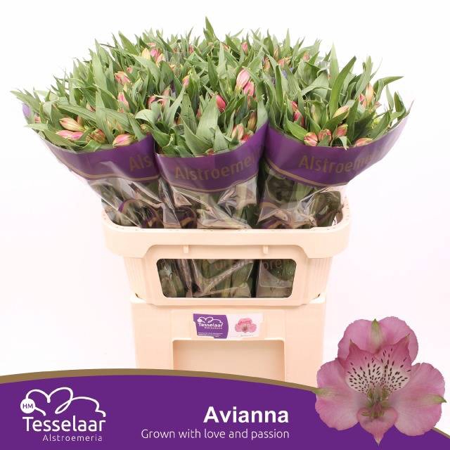 <h4>ALSTR AVIANNA</h4>