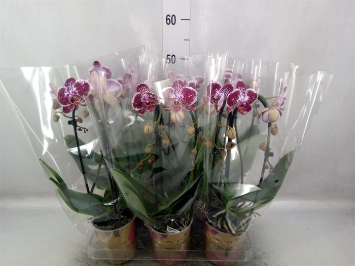 <h4>Phalaenopsis  'Elegant Cascade'</h4>