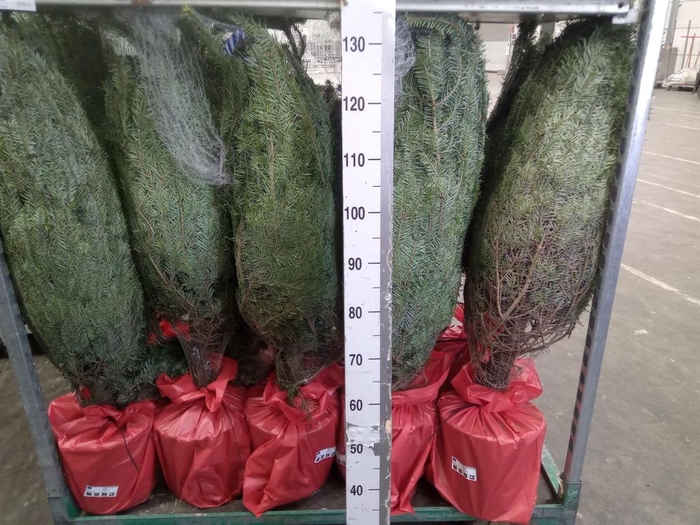 <h4>Abies nordman.</h4>