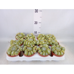 Sempervivum   ...