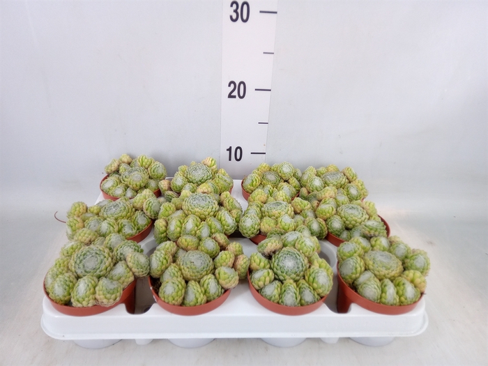 <h4>Sempervivum   ...</h4>