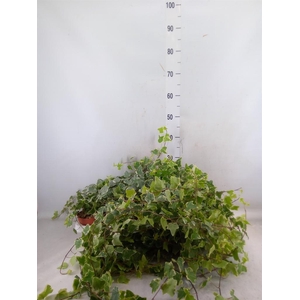 Hedera   ...variegated