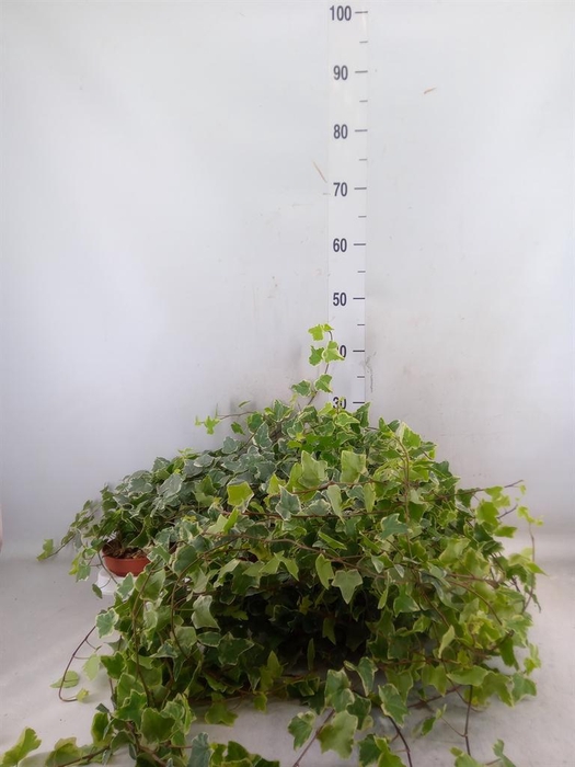 <h4>Hedera   ...variegated</h4>