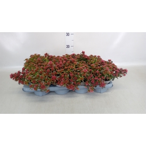 Sedum spurium 'Spot on deep Rose'