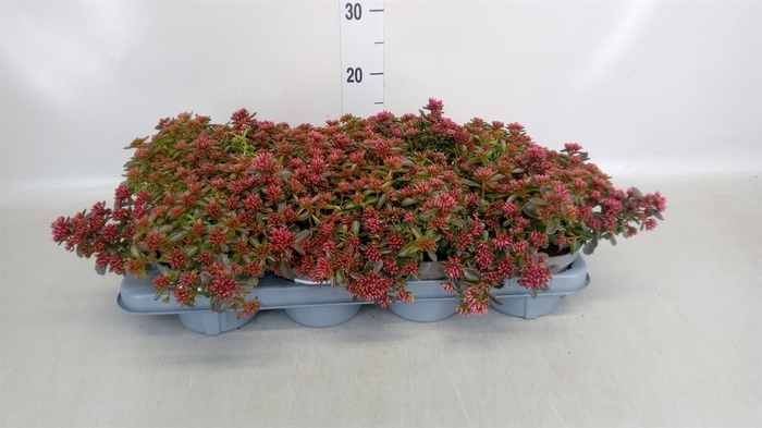 <h4>Sedum spurium 'Spot on deep Rose'</h4>