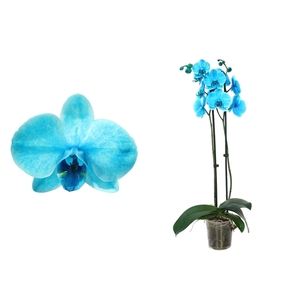 Phal I Am Ocean Blue 2T12+