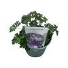 Geranium Rozanne