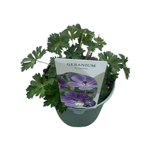 Geranium Rozanne