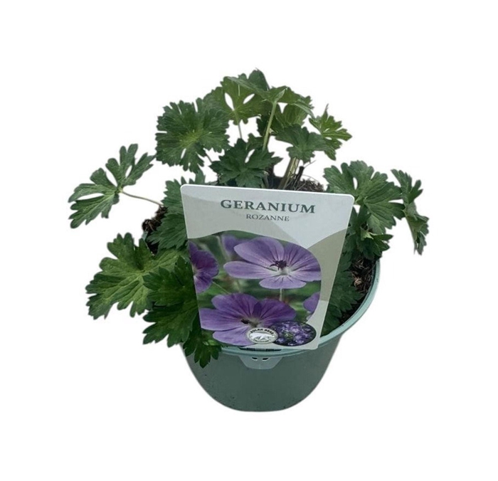 <h4>Geranium Rozanne</h4>
