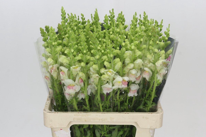 <h4>Antirrhinum Maryland Plumblossom</h4>