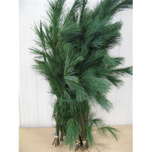 PINUS STROBUS BS 100 cm