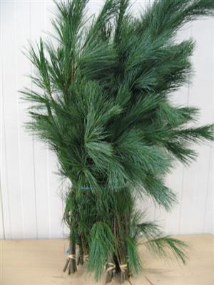 <h4>PINUS STROBUS BS 100 cm</h4>