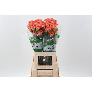 Di St Bahamas Orange