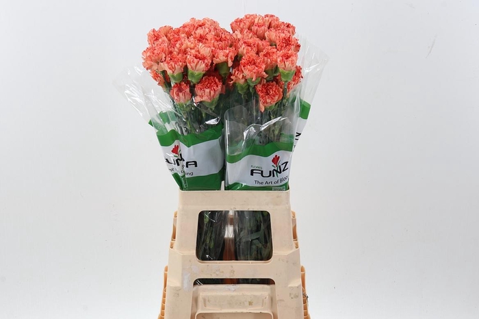 <h4>Di St Bahamas</h4>