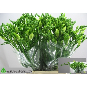 Freesia enk White Serenade