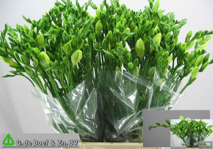 <h4>Freesia enk White Serenade</h4>