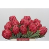 Protea Venus