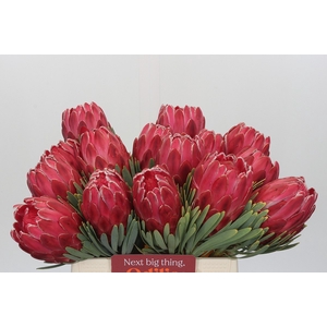 Protea Venus