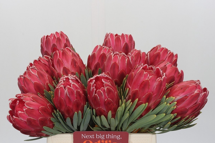<h4>Protea Venus</h4>