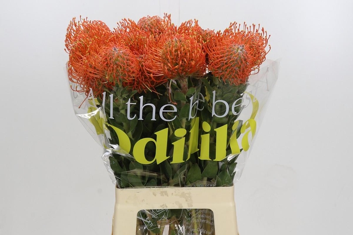 Nutans Ayoba Mandarin Zest