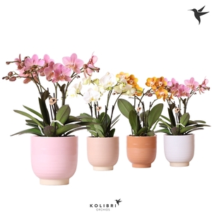 Kolibri Orchids Phalaenopsis Jewel mix 4 spike in Glazed mix