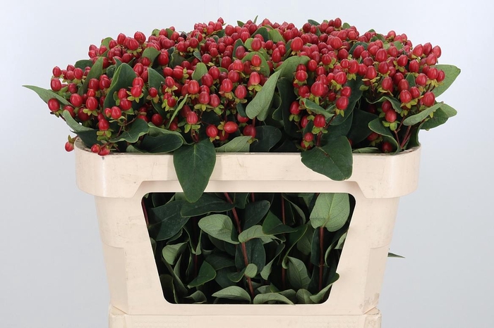 <h4>Hyp Ruby Excess</h4>