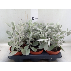 Kalanchoe NF   ...