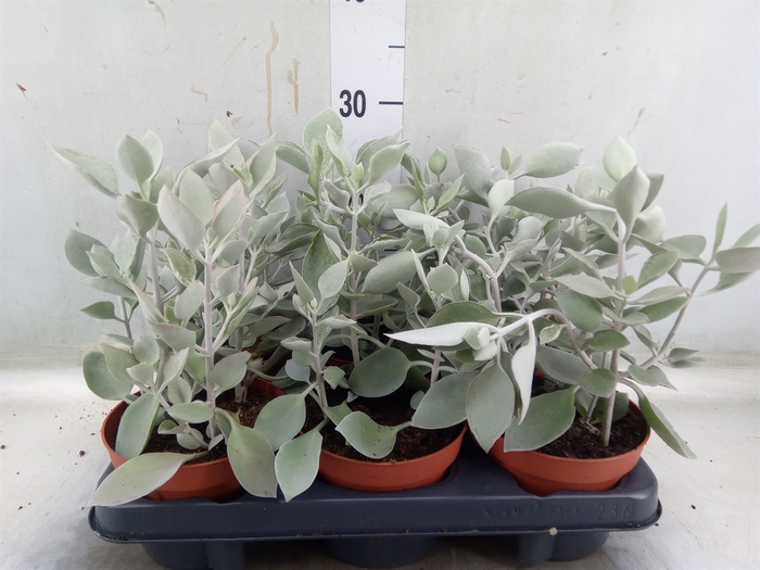 <h4>Kalanchoe NF   ...</h4>