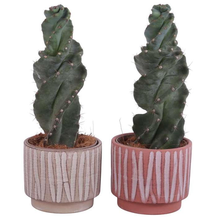 <h4>Cactus Cereus Spiralis Ø12cm in Ø14cm Ceramic NT667</h4>