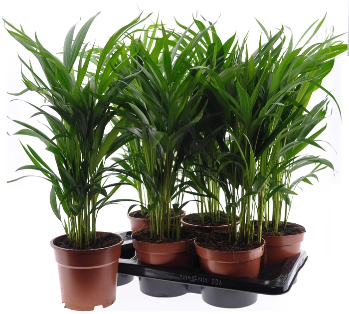 DYPSIS LUTESCENS