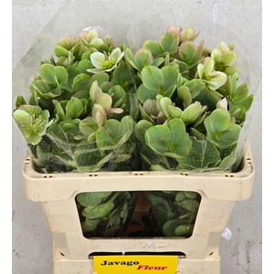 HELL FRK MOLLYS WHIT