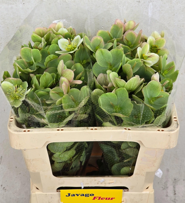 <h4>HELL FRK MOLLYS WHIT</h4>