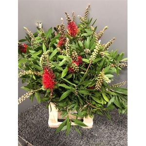Callistemon Virgin