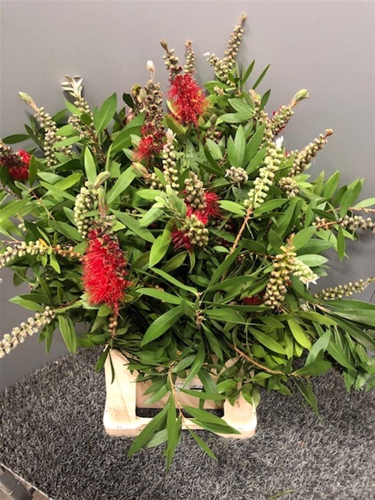 <h4>Callistemon Virgin</h4>