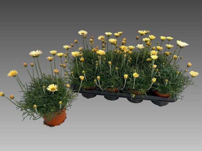 arr8 Rhodan H Zagora Yell